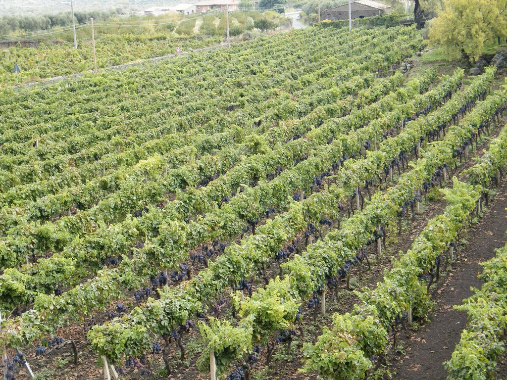 Etna Wine Azienda Agrituristica Passopisciaro ภายนอก รูปภาพ