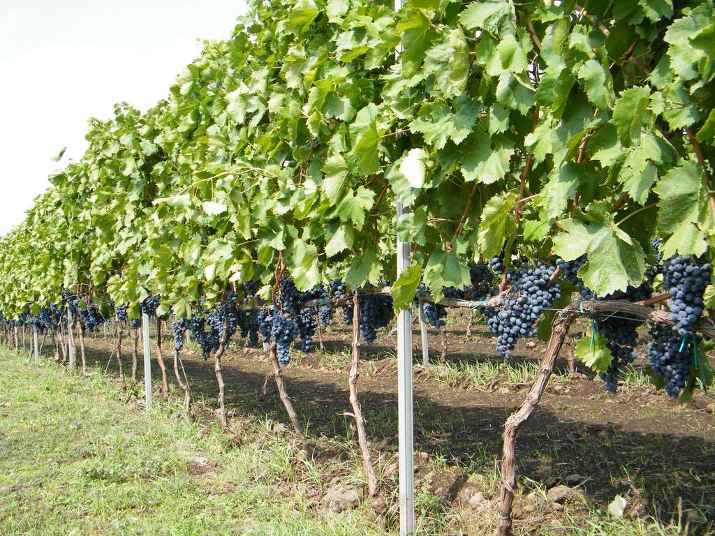 Etna Wine Azienda Agrituristica Passopisciaro ภายนอก รูปภาพ